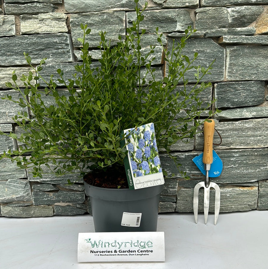 Ceanothus Impressus Victoria - Shrubs - Windyridge Garden Centre