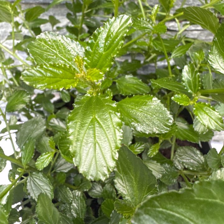 Ceanothus thyrs. repens