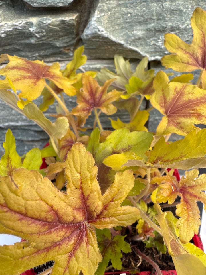 Heucherella Eye Spy