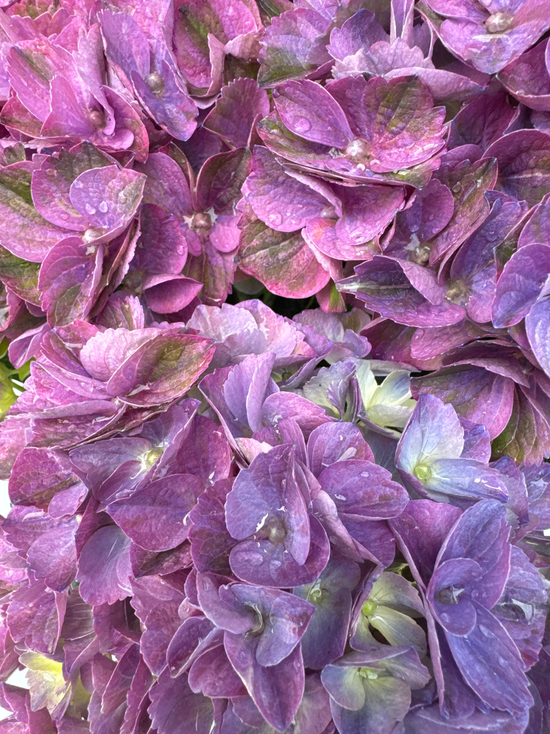 HYDRANGEA M. ANDA BLUE