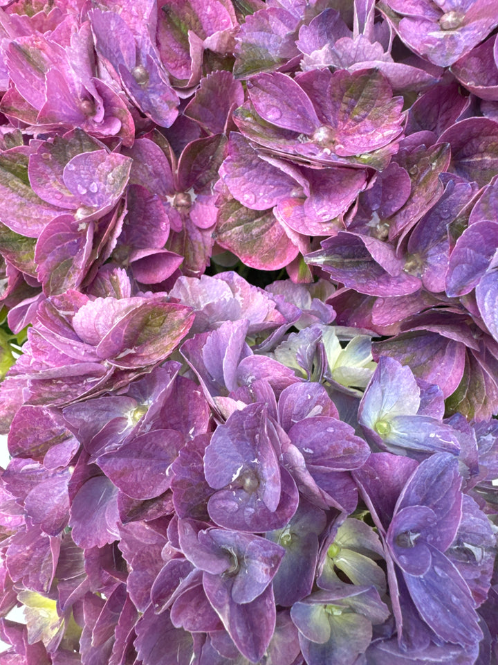 HYDRANGEA M. ANDA BLUE