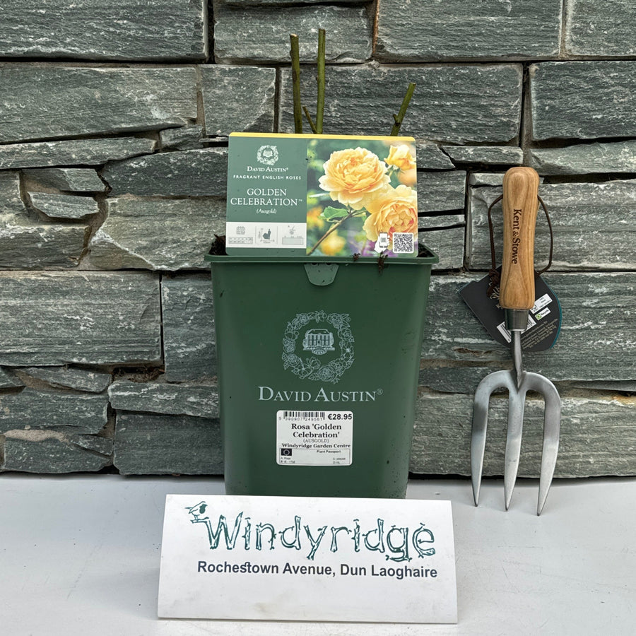 Rosa 'Golden Celebration' - Roses - Windyridge Garden Centre