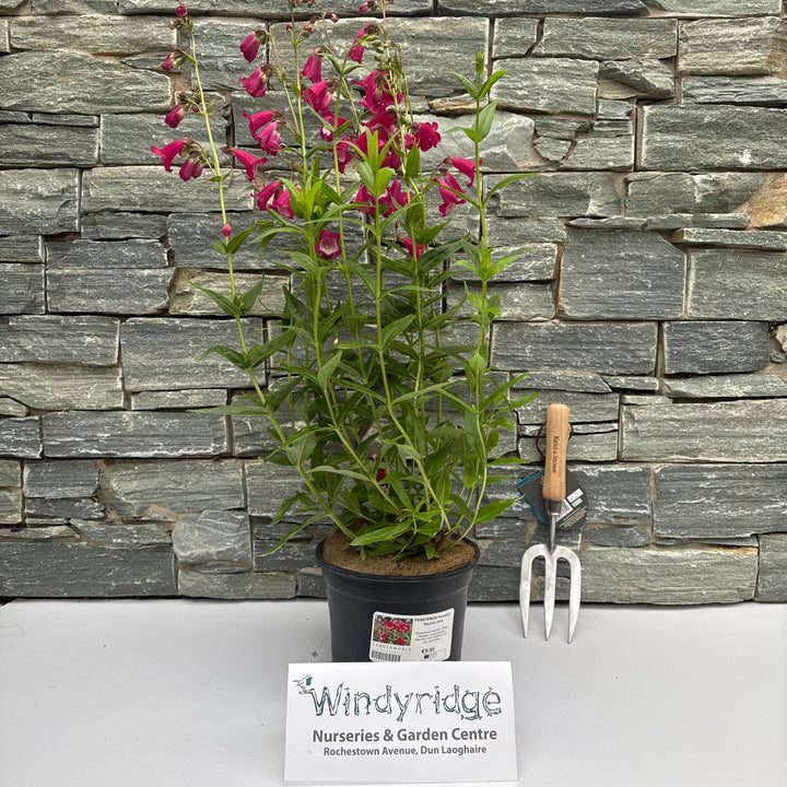 PENSTEMON Pensham Amelia Jane