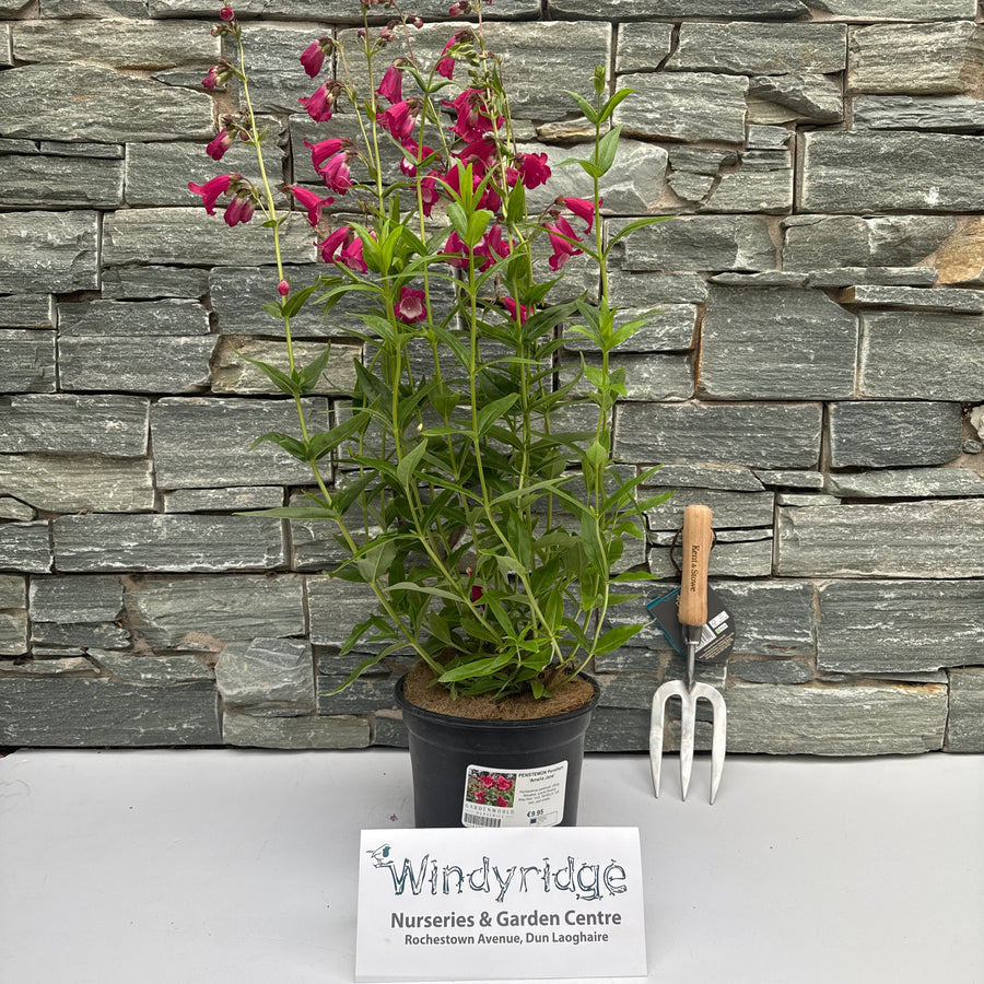 Penstemon Pensham Amelia Jane - Herbaceous - Windyridge Garden Centre