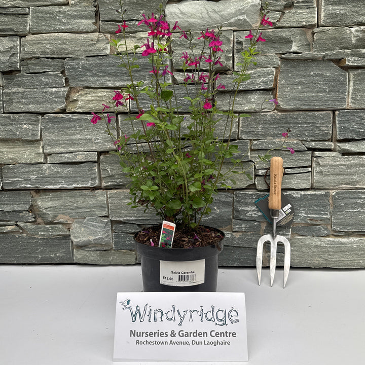 Salvia Caramba 3ltr pots