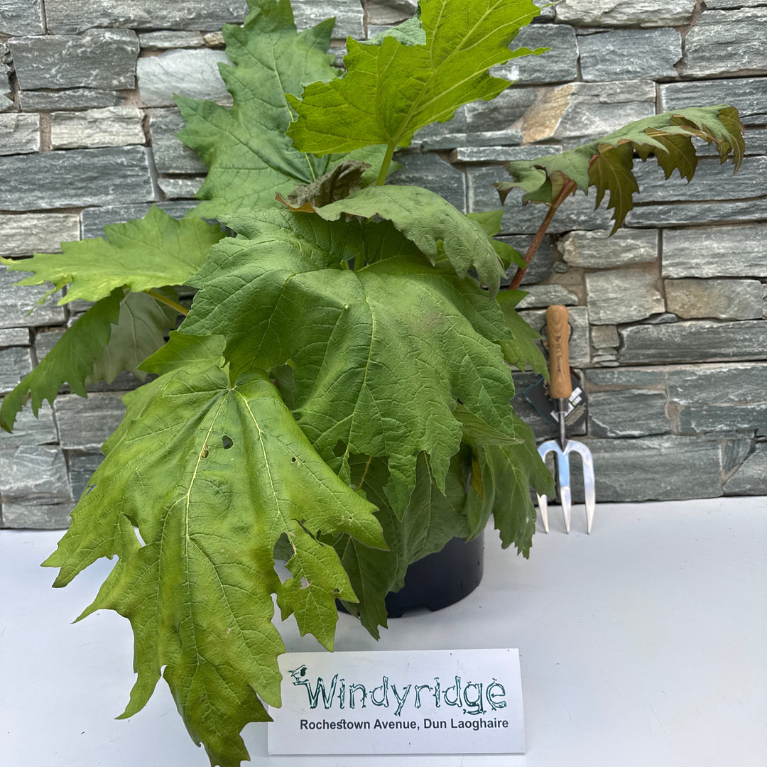 RHEUM palmatum tanguticum