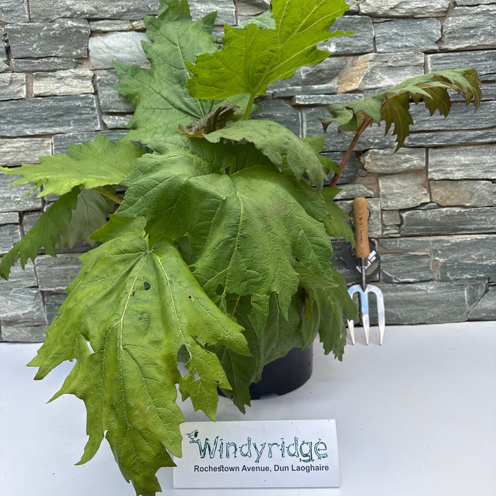 RHEUM palmatum tanguticum