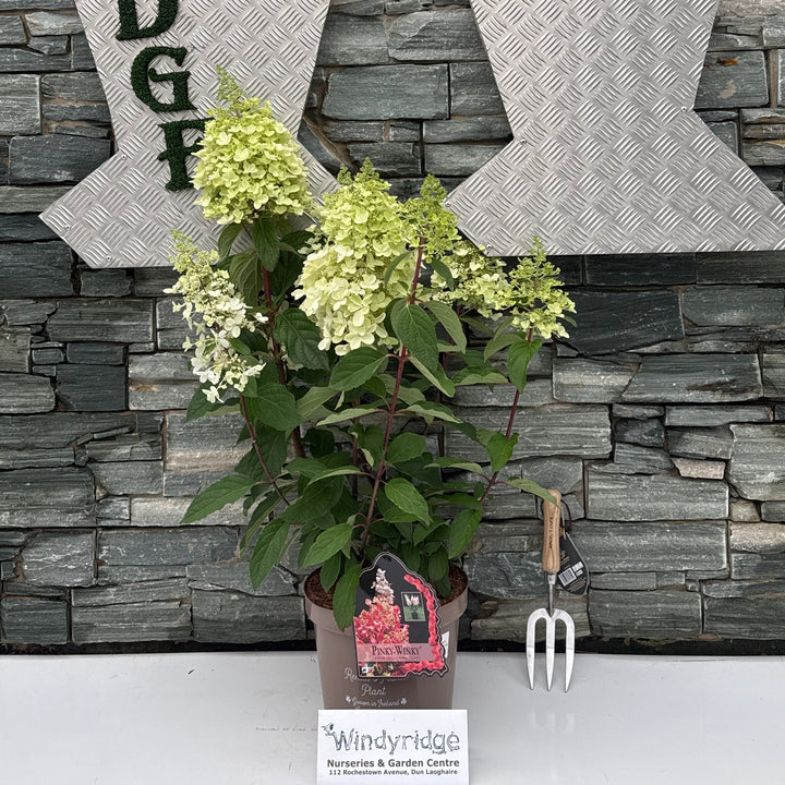 HYDRANGEA PAN. PINKY WINKY