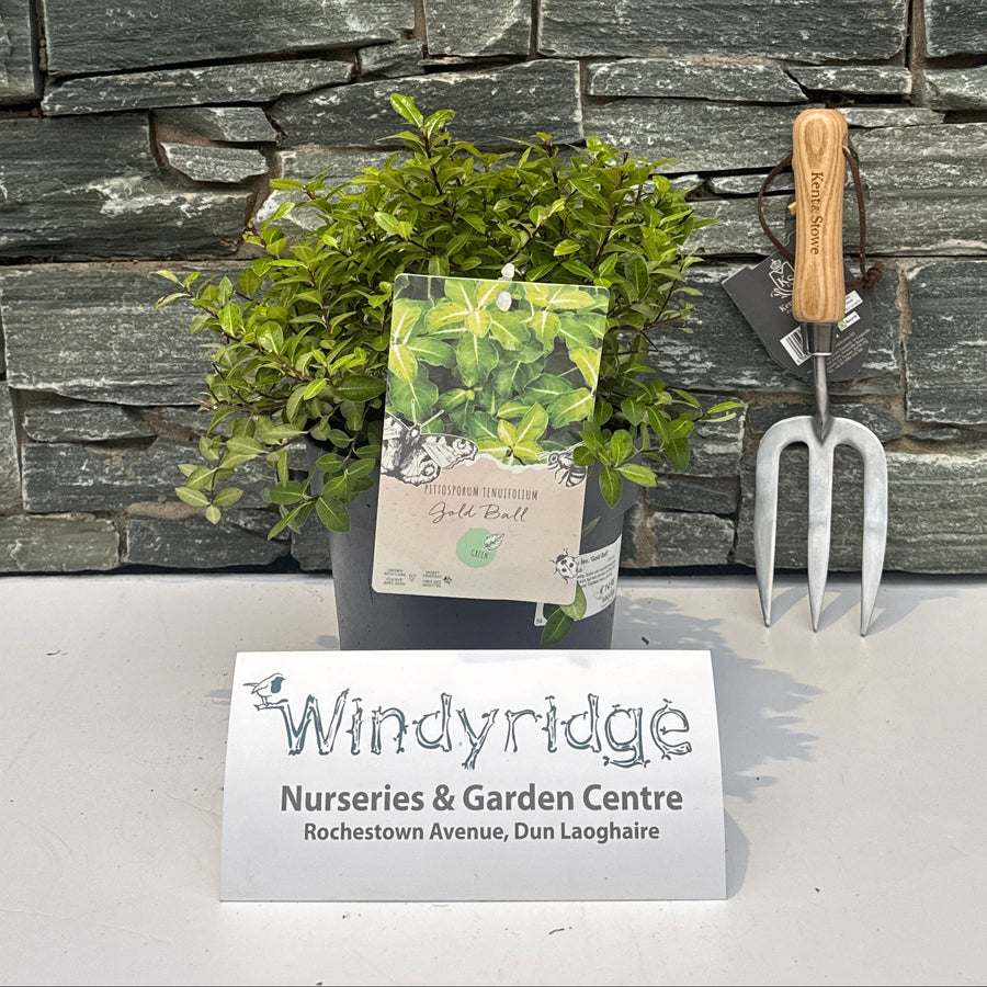Pittosporum Ten. Gold Ball / 3 Ltr Pot - Shrubs - Windyridge Garden Centre