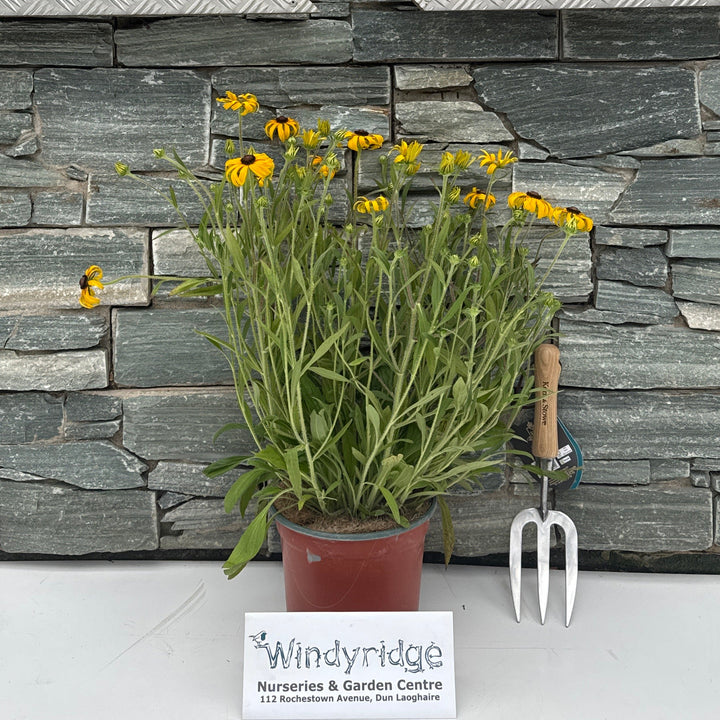 RUDBECKIA American Gold Rush