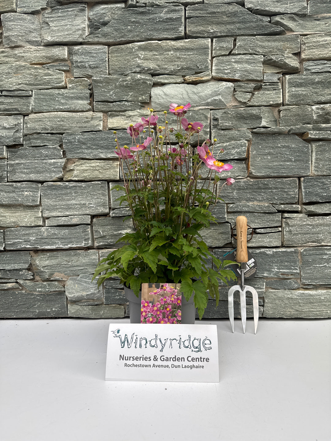 Anemone Emmy Deep Rose 3 Ltr