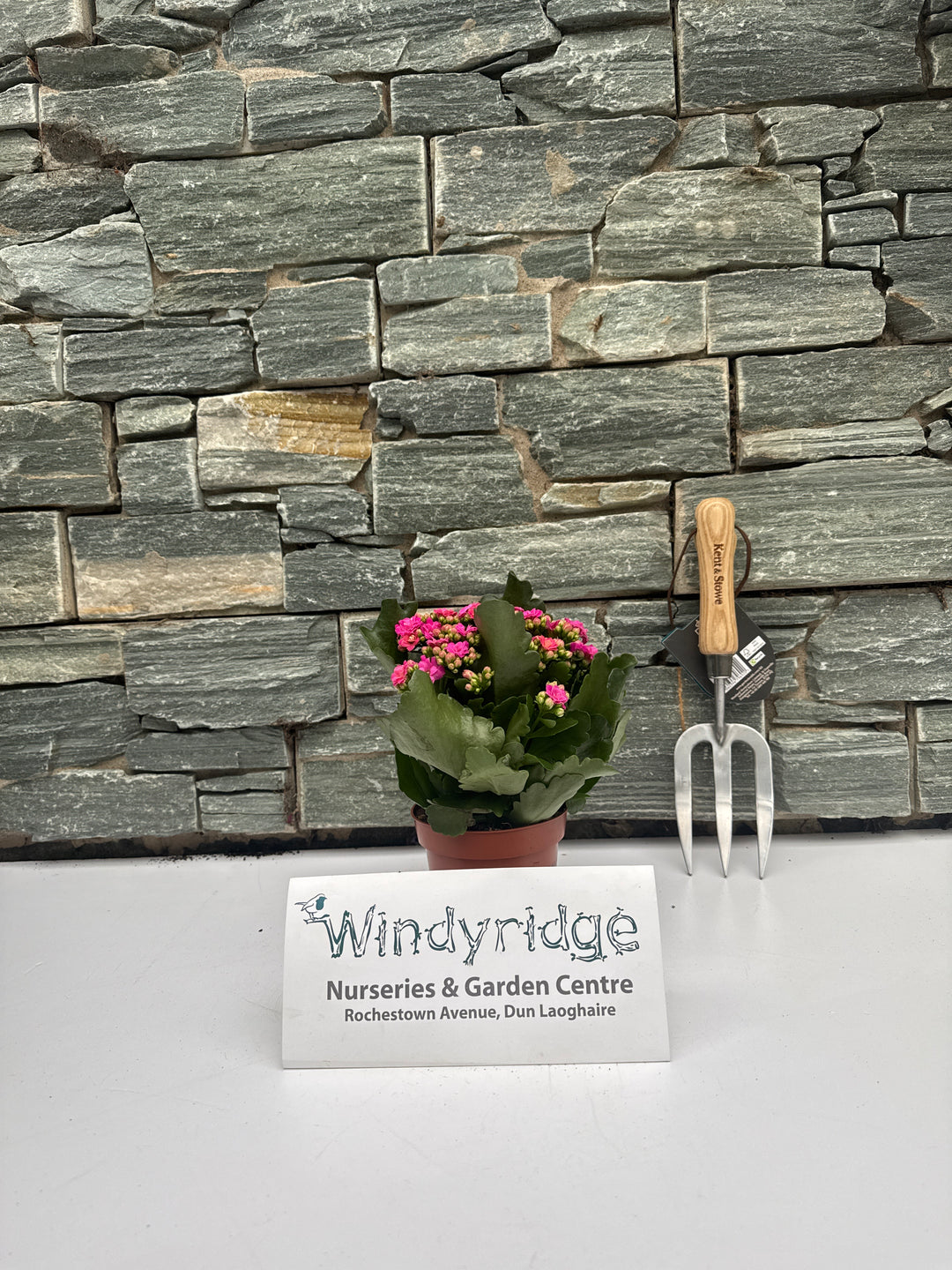 Kalanchoe Calandiva purple  P12