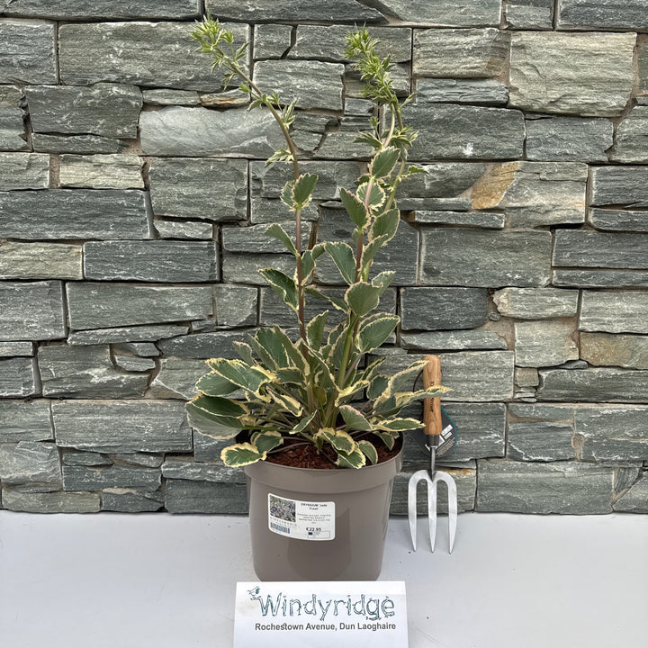 ERYNGIUM Jade Frost