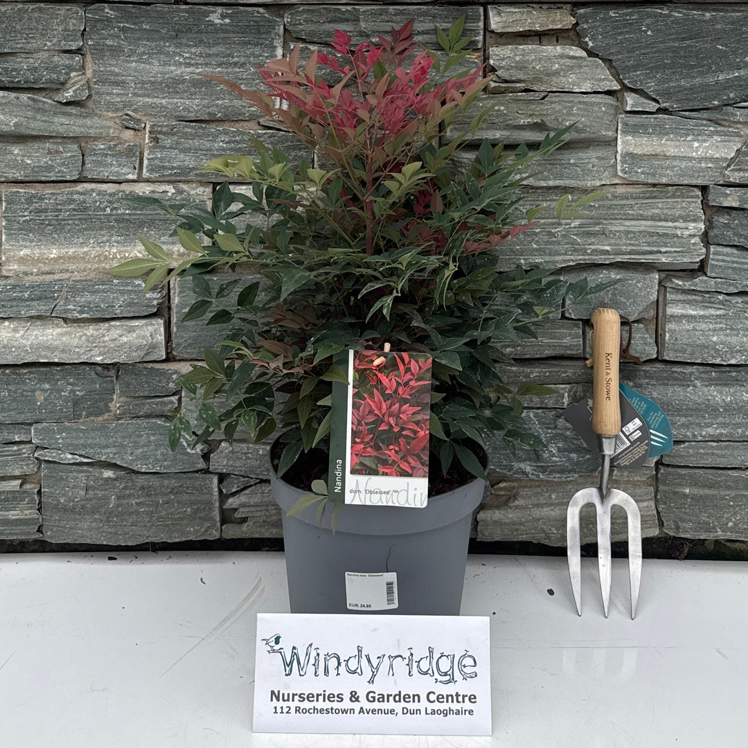 Nandina dom. 'Obsessed' 40-45 cm. C5