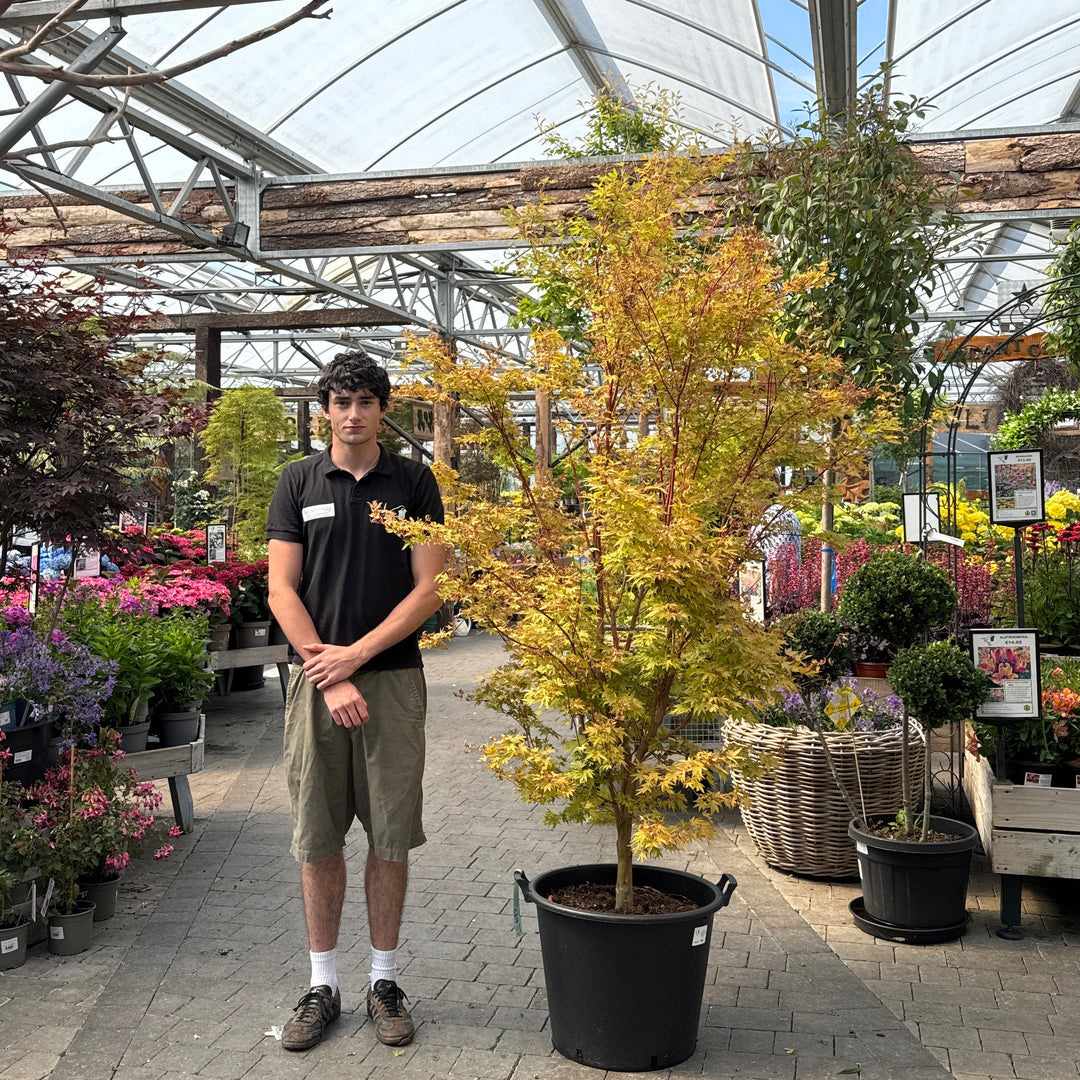 Acer pal. Sangokaku 175-200 cm C 65L Specim.