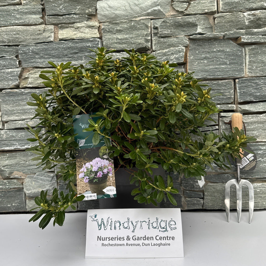 Rhododendron pemakoense Snipe – Windyridge Garden Centre