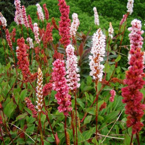 Persicaria Aff. Darjeeling Red - Herbaceous - Windyridge Garden Centre