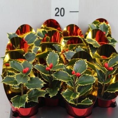 Ilex aquifolium variegated leaf 2 red currant