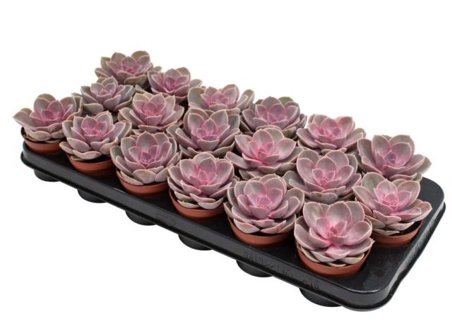 Echeveria Pearl Of Neurenberg - Indoor Plants - Windyridge Garden Centre