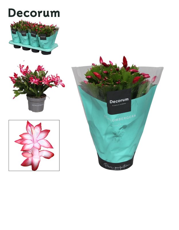 Schlumbergera Red -  - Windyridge Garden Centre