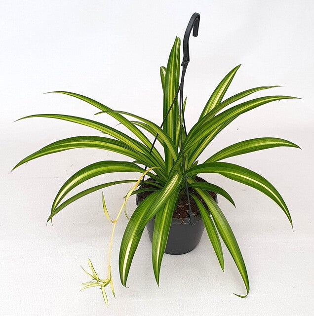 Chlorophytum com. 'Hawaiian Spider' 'Hawaian Spider'
