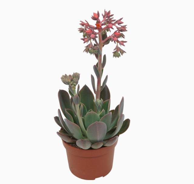Echeveria Blue Prince  P10.5 - Bedding - Windyridge Garden Centre