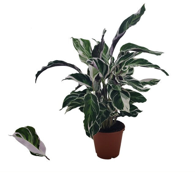 Calathea 'Fusion White' - Indoor plants - Windyridge Garden Centre