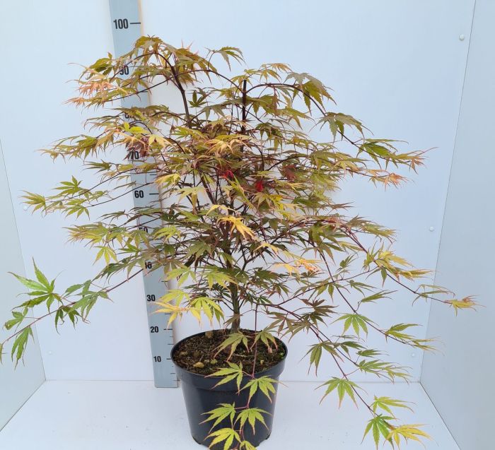 Acer palmatum Chitoseyama  80-100 CM