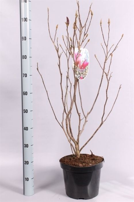 Magnolia  Susan  / 80-100 CM C7.5