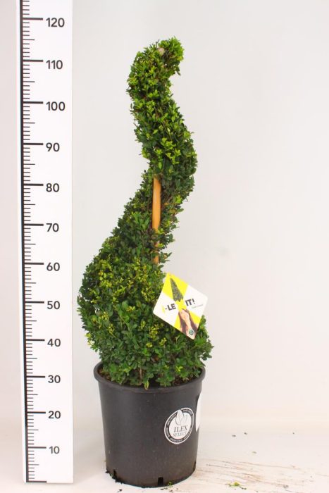 Ilex crenata  Dark Green 90-100 SPIRAL C18