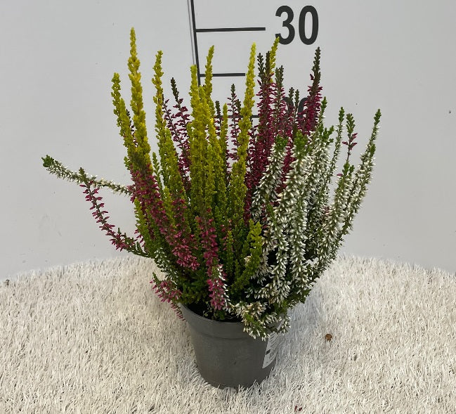 Calluna-vulg.-Garden-Girls-trio-Potted