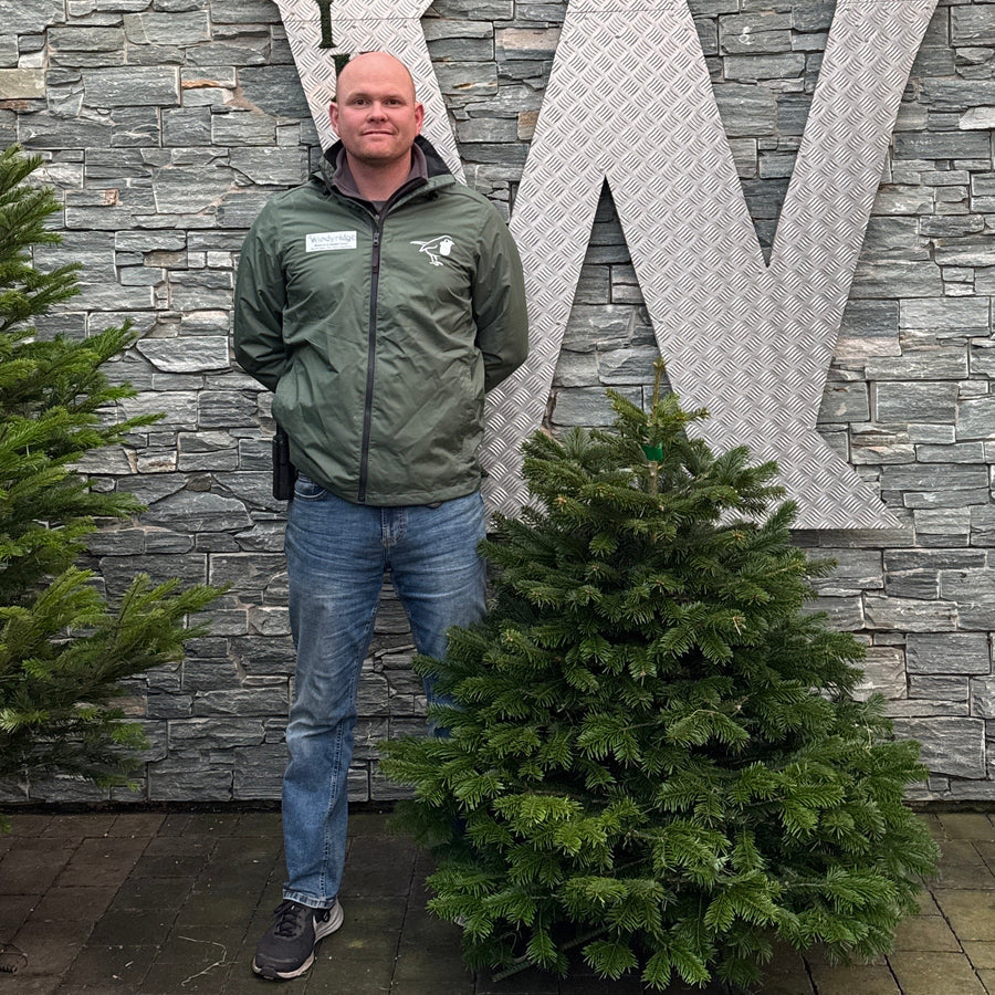 3ft Christmas tree Nordman Windyridge