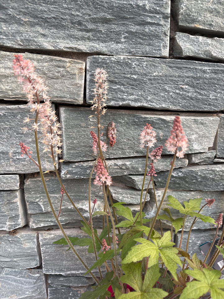 Tiarella Pink Torch