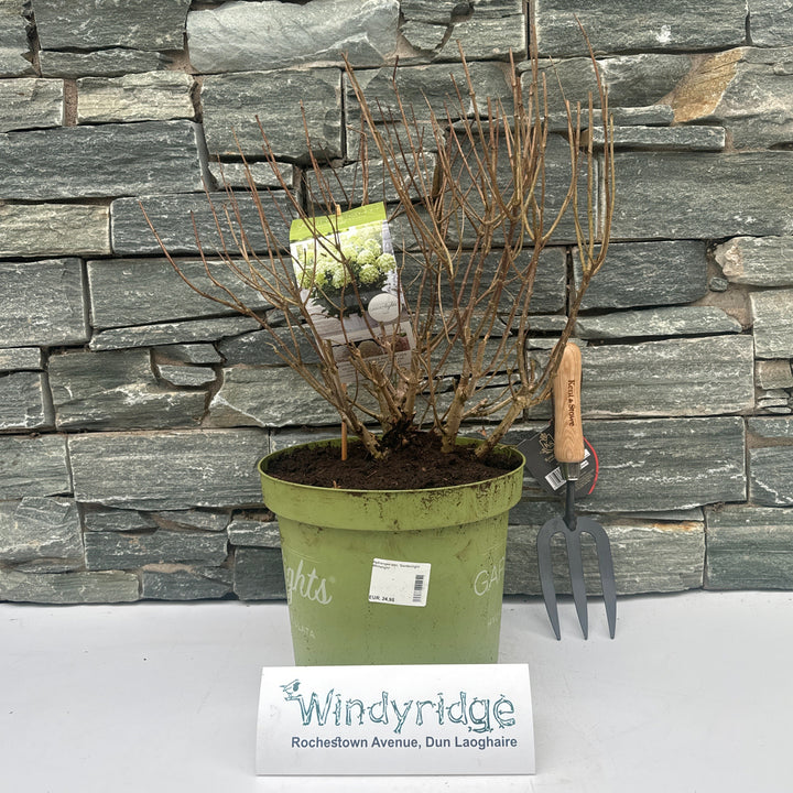Hydrangea pan. Gardenlight Whitelight