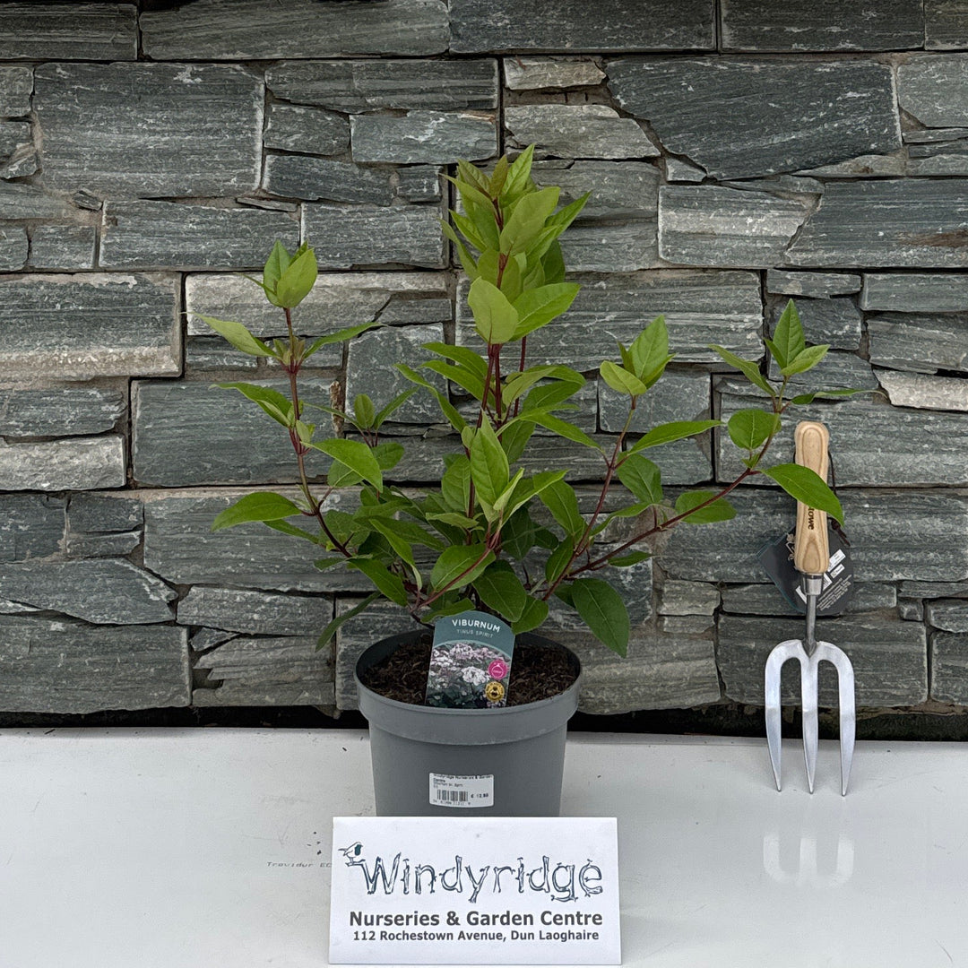 Viburnum tin. Spirit 3 lt.