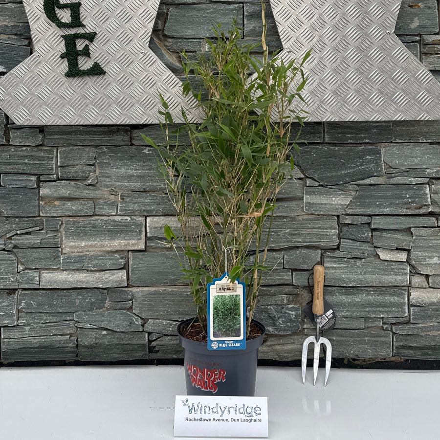 Fargesia Murieliae 'Blue Lizard' ® (S) - Hedging - Windyridge Garden Centre