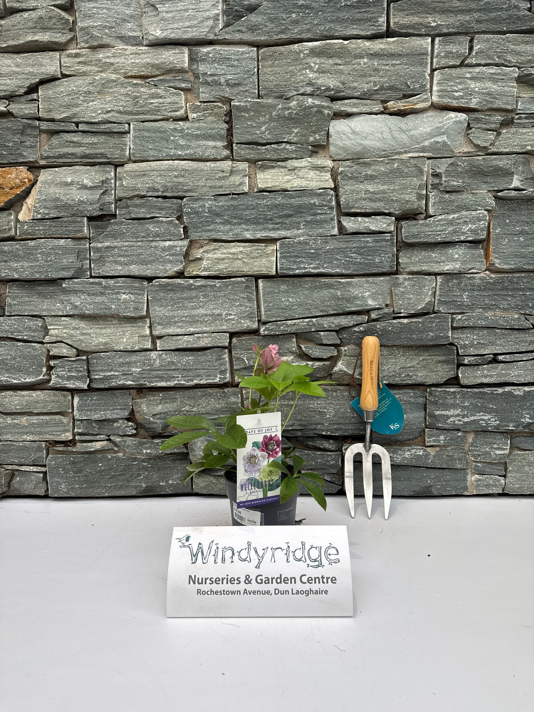 Helleborus orientalis mix  P12