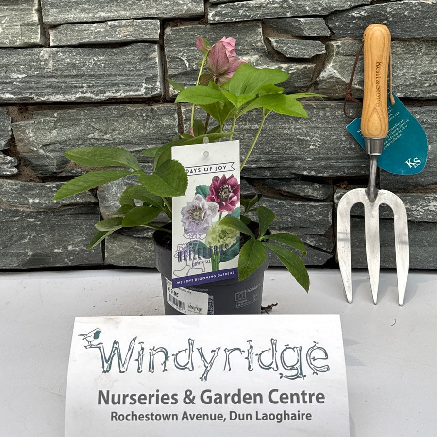 Helleborus Orientalis Mix  P12 - Herbaceous - Windyridge Garden Centre