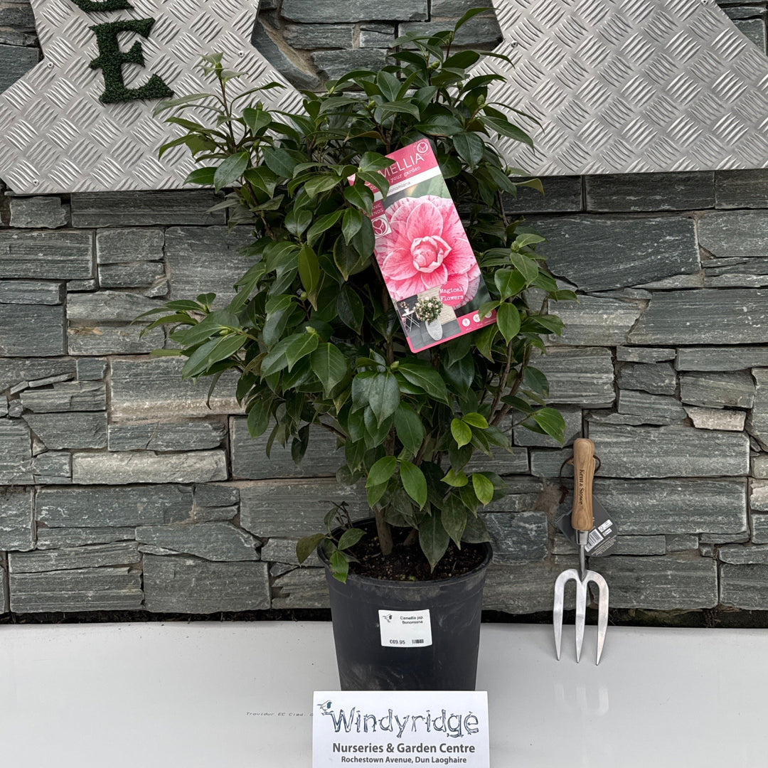 Camellia jap. Bonomiana 6.5ltr