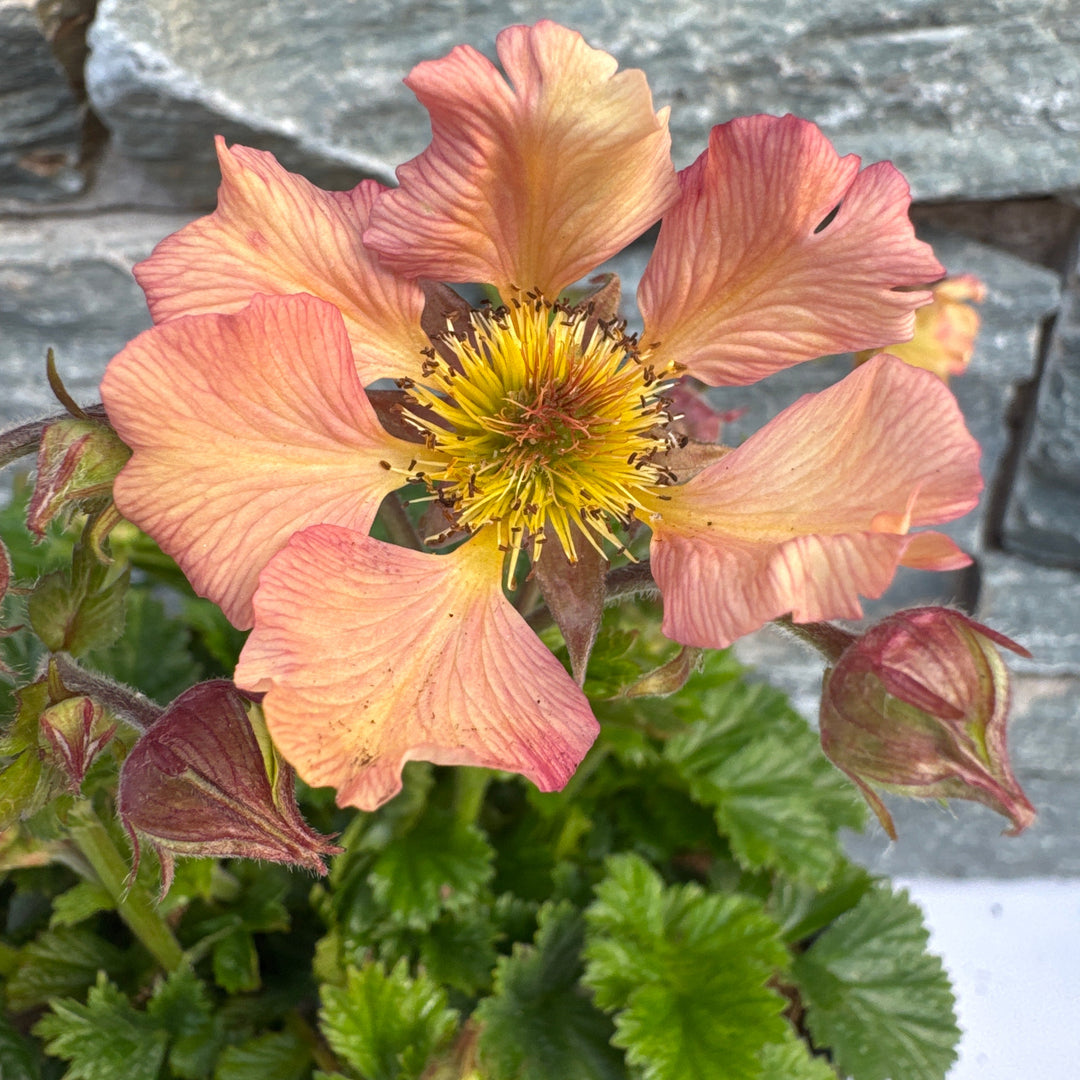 GEUM Mai Tai