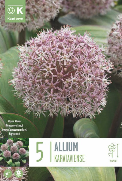 ALLIUM KARATAVIENSE x 5