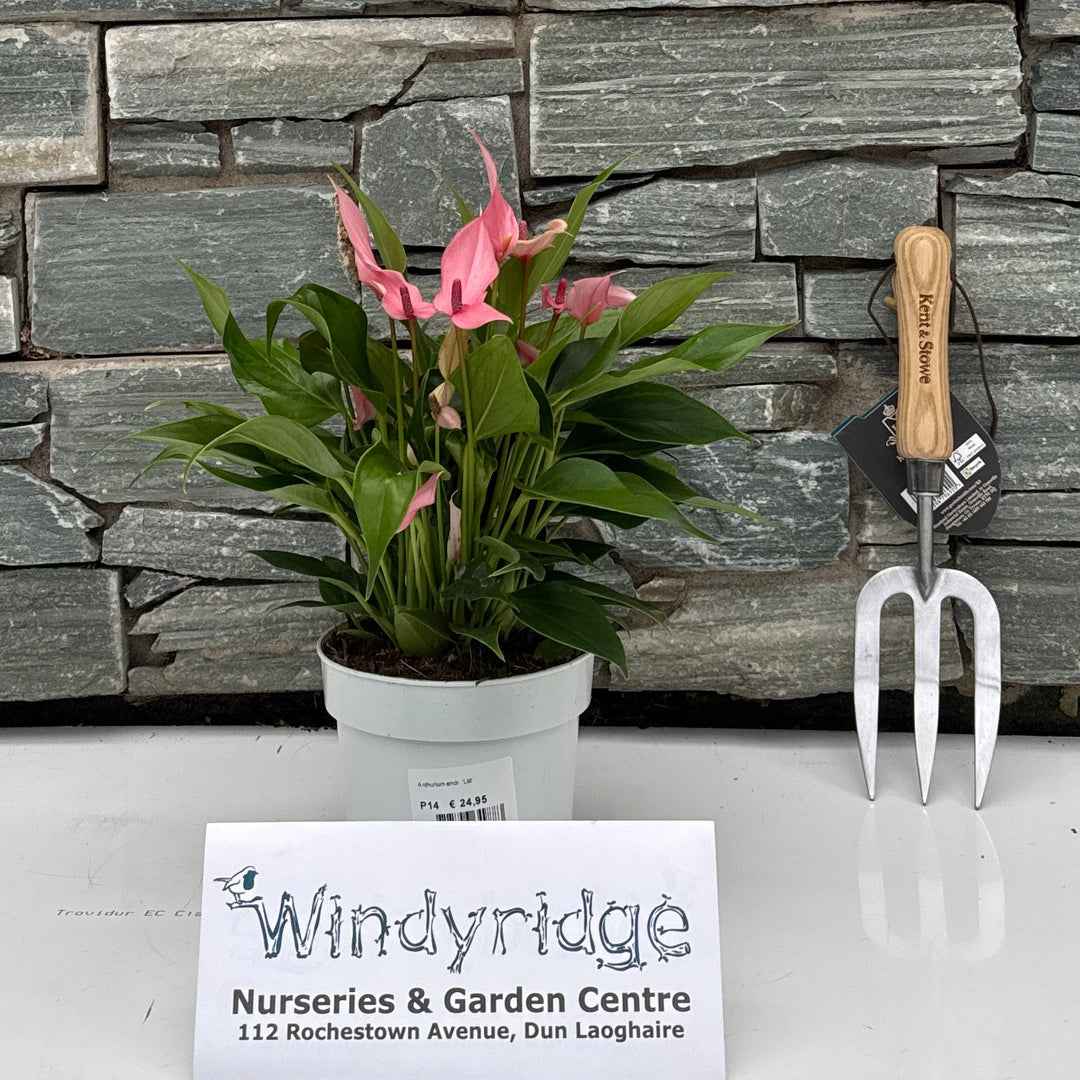 Anthurium andr. 'Lilli'