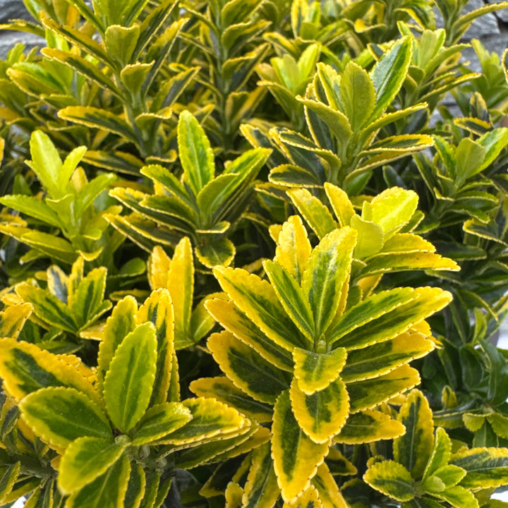 Euonymus jap. Microphyl. Aureovar