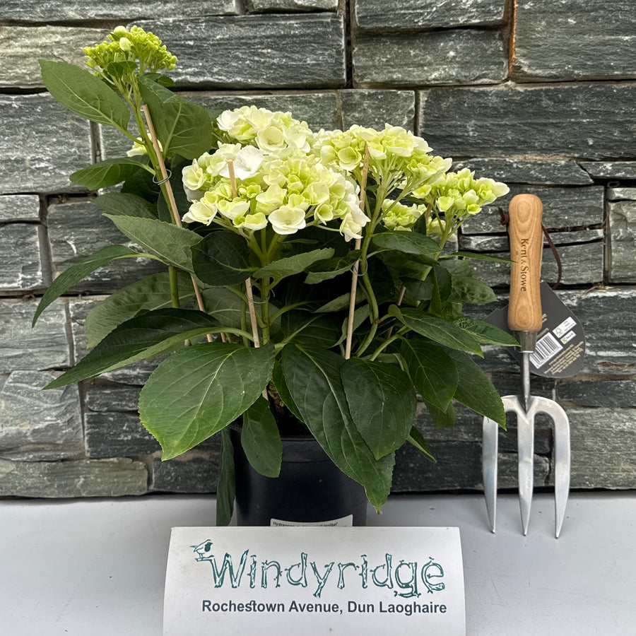 Hydrangea M. 'Hovariaâ® Holibel' P14, 68 Flower - Indoor Plants - Windyridge Garden Centre