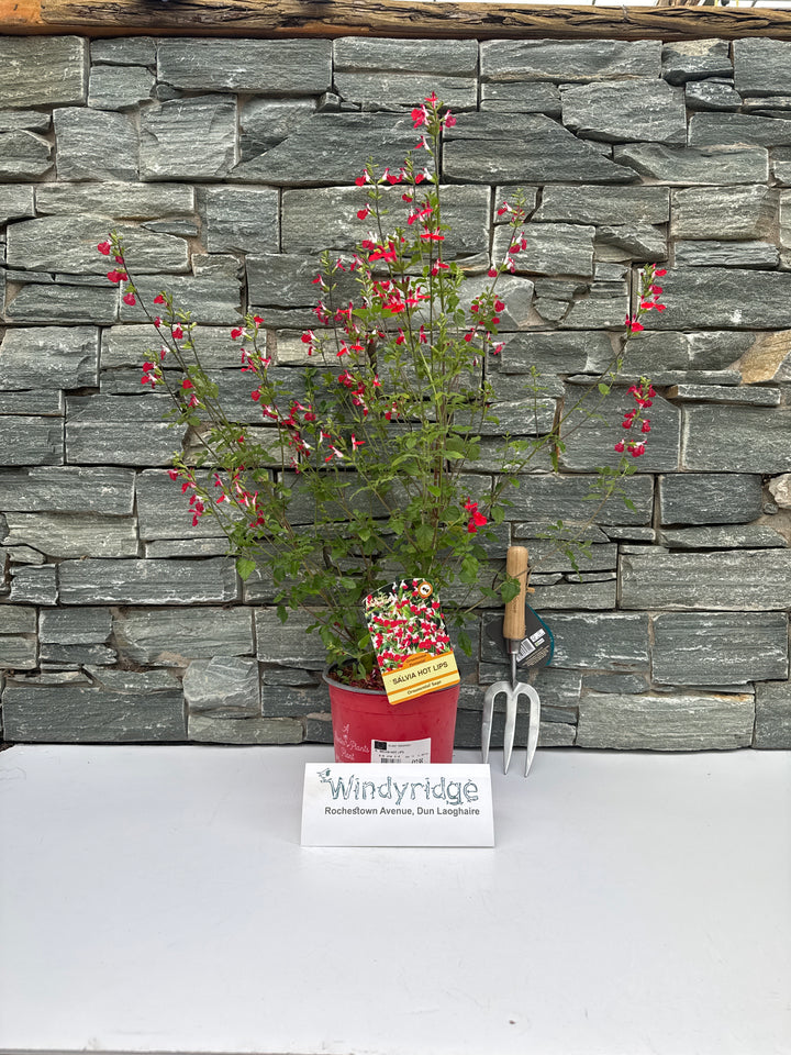 SALVIA HOT LIPS