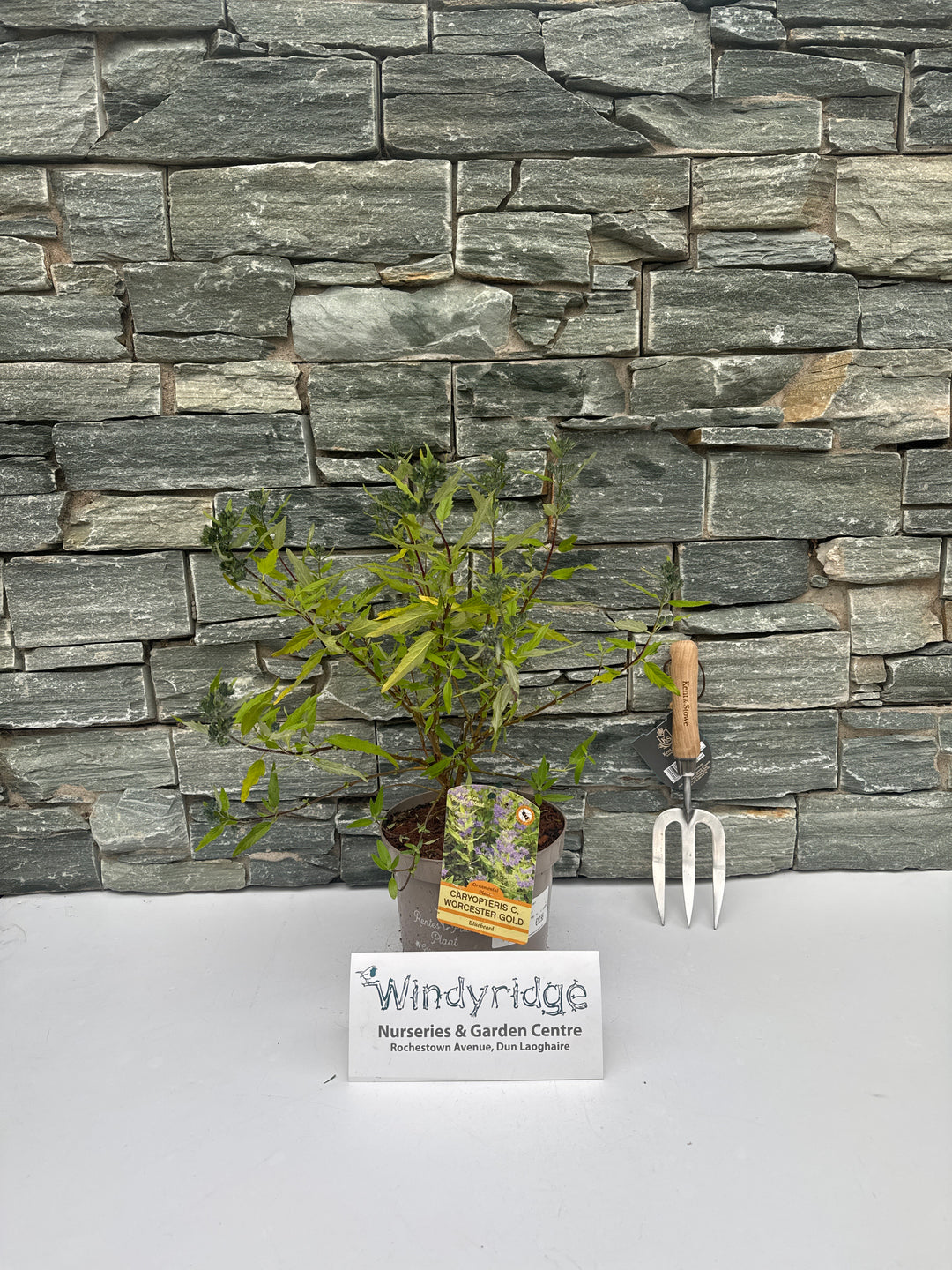 CARYOPTERIS C. WORCESTER GOLD
