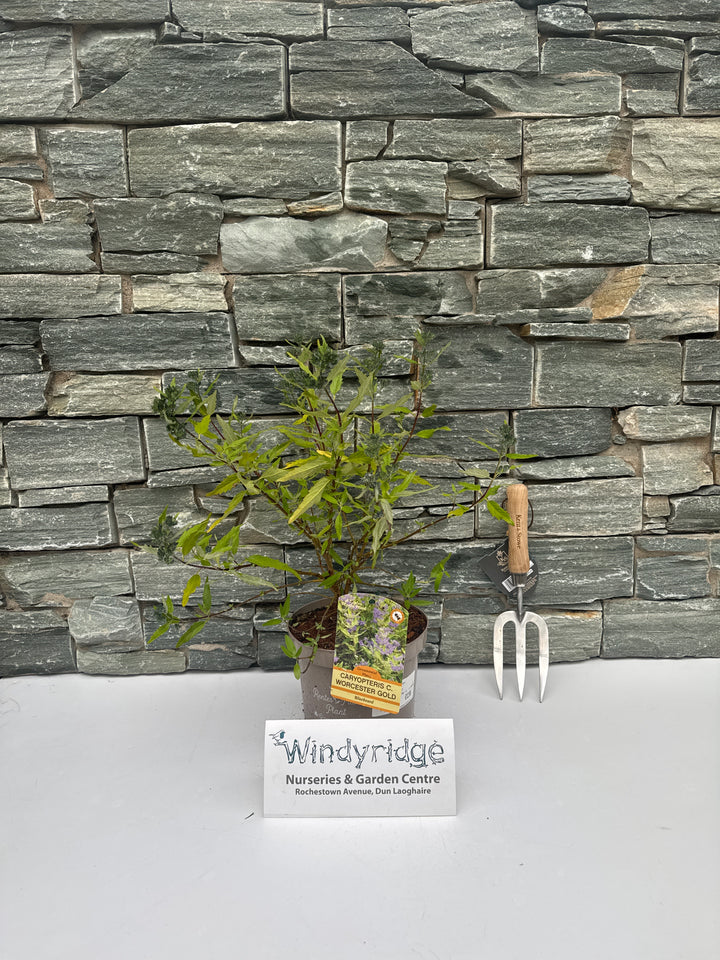 CARYOPTERIS C. WORCESTER GOLD