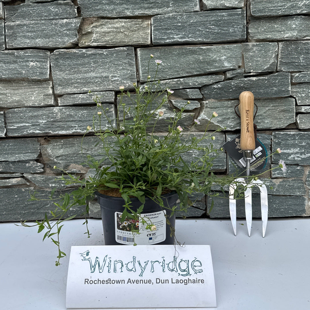 ERIGERON karv. 'Profusion'