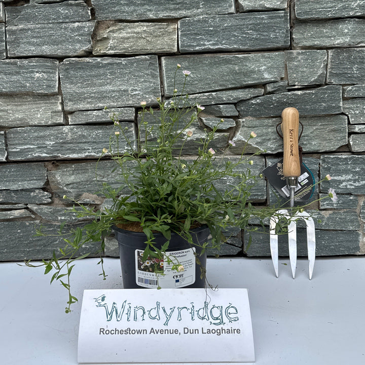 ERIGERON karv. 'Profusion'