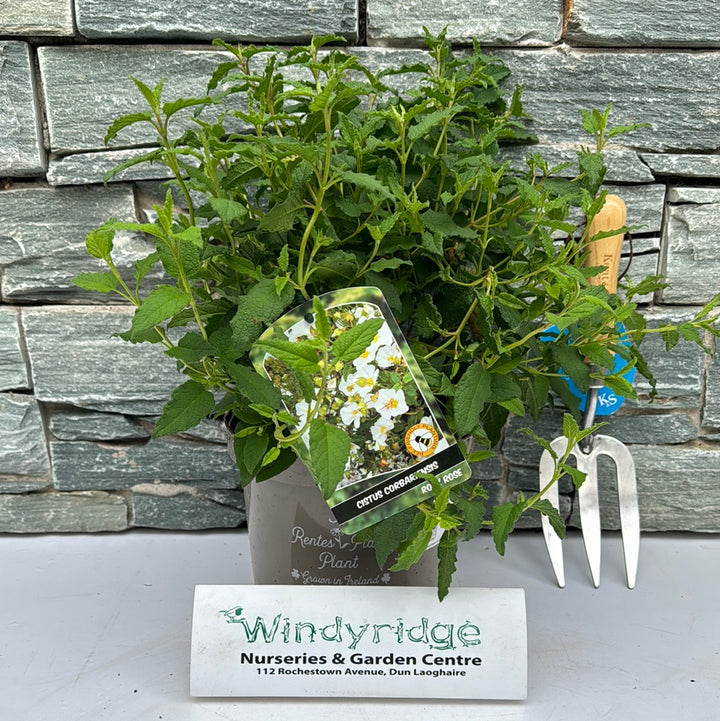 CISTUS CORBARIENSIS